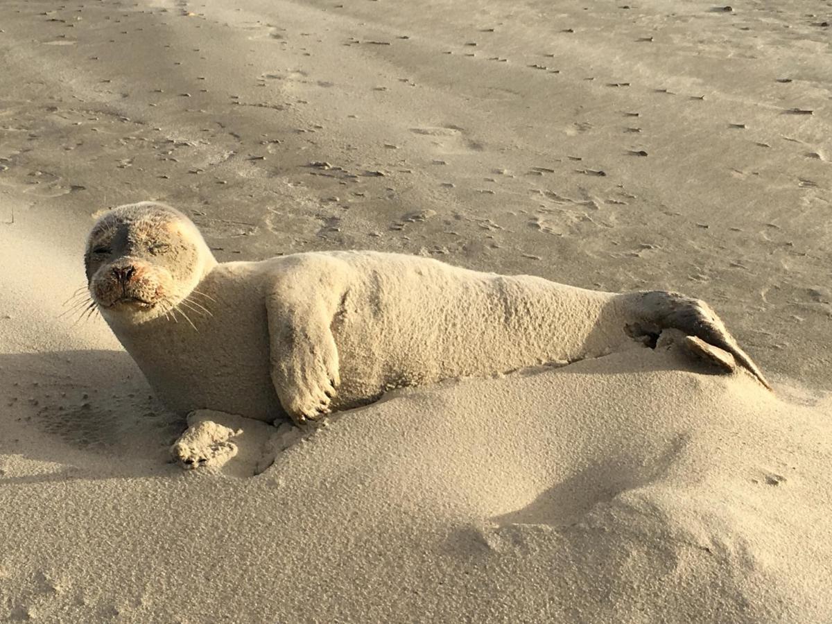 Haus Insulaner Tolle 6 Daire Norderney Dış mekan fotoğraf